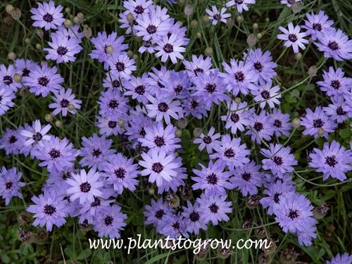 Cupids Dart (Catananche caerulea)
(June 26)